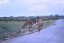 Giraffe, Nairobi Safari Park, Nairobi